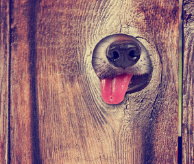 dog nose